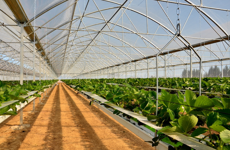 Aziende Agricole - Produzione Vegetale