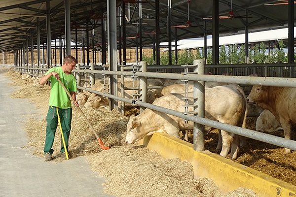 Aziende Agricole - Produzione Animale